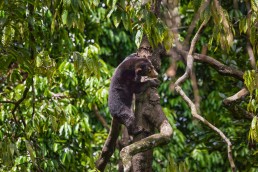 Happy Bornean Sun Bear in a tree in Sabah, Malaysia