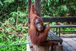 An orangutan thinking in Semenggoh Orangutan Center, near Kuchin, Malaysian Borneo