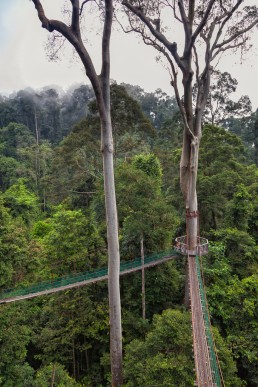 Danum Valley's unique tree top canopy walkway has multiple viewing platforms upon ancient rainforest