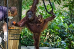 Orangutan at the feeding platform of Sepilok Orangutan Rehabilitation Centre, Malaysian Borneo