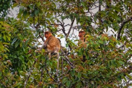 Proboscis Monkeys by Kinabatangan River, Malaysian Borneo