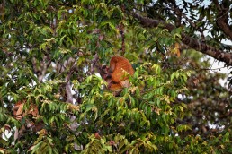 A baby proboscis monkey at the Kinabatangan River in Malaysian Borneo.