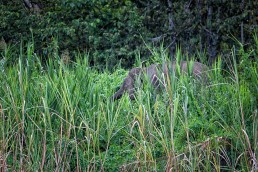 Bornean Pygmy Elephant in the bush at the Kinabatangan River in Malaysian Borneo.