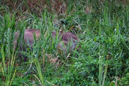 Bornean Pygmy Elephant in the bush at the Kinabatangan River in Malaysian Borneo.