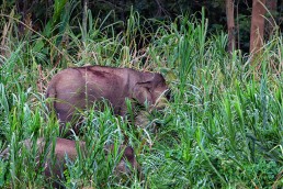 Bornean Pygmy Elephants at the Kinabatangan River in Malaysian Borneo