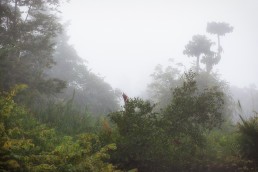 Morning mist at the Kinabatangan River in Borneo.