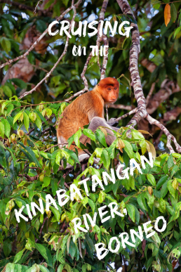 Take a boat ride to the Kinabatangan River in Borneo and keep an eye out for the Bornean Pygmy Elephants and Proboscis monkeys.