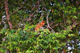 A Proboscis monkey at the Kinabatangan River in Borneo.