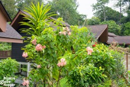 The cabins of MY Nature Resort, Sepilok