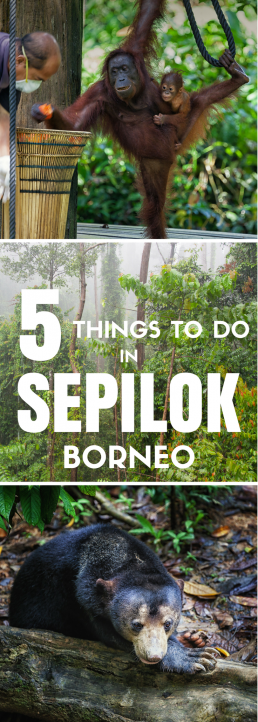 Sepilok offers a perfect introduction to Borneo, from orangutans and sun bears to the rainforest hikes. Browse our favorite things to do in Sepilok!