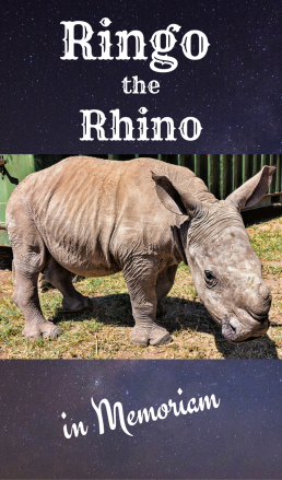 We met adorable Ringo the Rhino in Kenya in 2015. This is for his memory and important legacy for the conservation efforts for all rhinos.