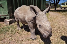 Ringo the rhino on the 15th of February, 2015, at the Ol Pejeta Conservancy in Kenya.