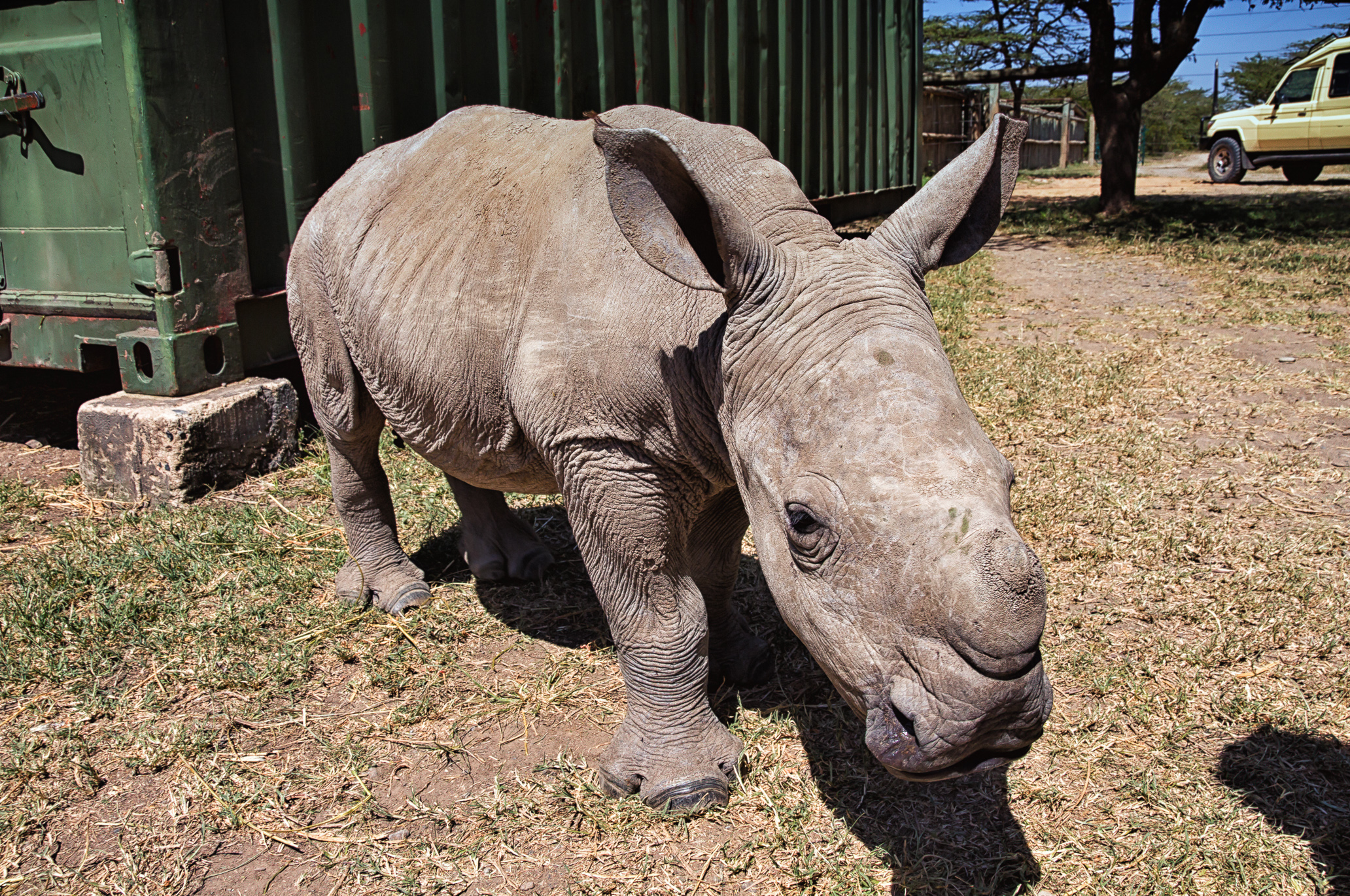 ringo-the-rhino-in-ol-pejeta-