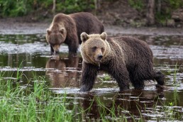 Bears at Kuntilampi, Kuusamo.