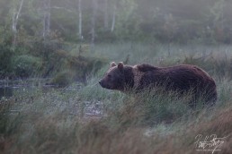 This bear was called Mörkö (which means 