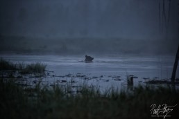 A bear enjoying a night swim at Kuntilampi, Kuusamo, Finland.