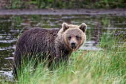 Hittavainen the bear looks into the camera. Kuusamo, Finland.