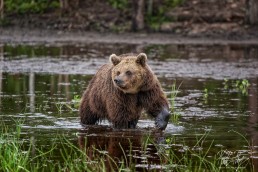 Hiitavainen the bear in Kuusamo, Finland.