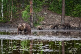 Hittavainen the bear with her three cubs at Kuntilampi, Kuusamo, Finland