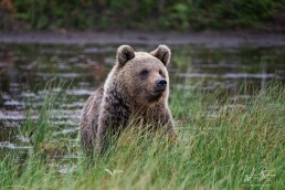 A portrait of a bear called Hittavainen, Kuntilampi, Kuusamo, Finland.