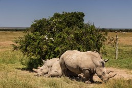 Najin and Fatu, the last female northern white rhinos in Ol Pejeta Conservancy in Kenya.