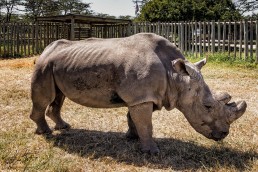 Sudan, the last male northern white rhino in the world in Ol Pejeta Conservancy in Kenya in February 2016.