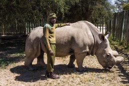 Sudan and one of his six caretakers, Jim, in the Ol Pejeta Conservancy in Kenya in February 2016.