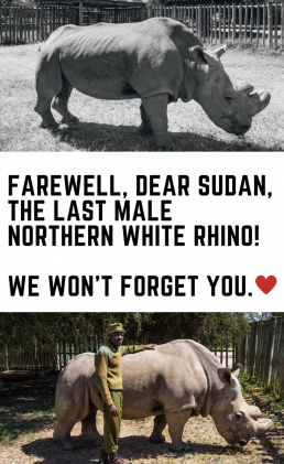 Sudan was an icon for the conservation world, and he also had a huge, positive impact on the conservation efforts for many species than just the rhinos.