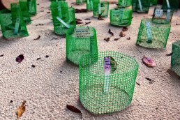 Sea turtles' egg buried in the sand in Lankayan Island's turtle hatchery