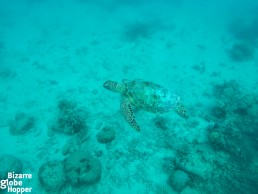 Snorkeling with turtles in the shallow waters of Lankayan Island, Borneo