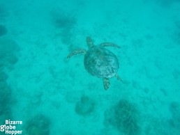 It's easy to spot turtles even from the pier of Lankayan Island, Borneo