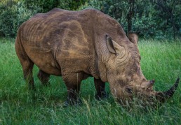 A black rhino in the Masai Mara Conservation Area, Mara Triangle, Kenya.