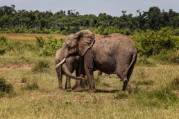 Elephants in the Masai Mara National Park in Kenya.