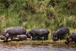 A pack of hippos in Masai Mara, Kenya.