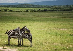 Zebras in the Masai Mara National Park in Kenya.