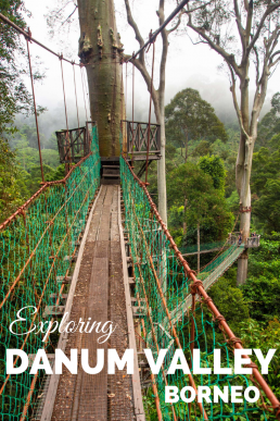 Danum Valley offers the most authentic wildlife encounters in Borneo, and it's the best place to see the rare pygmy elephants. Famous canopy walkway gives a bird-eye view to the most complex ecosystem in the world: the primary rainforest, the home of truly wild orangutans. #Borneo #Malaysia #DanumValley