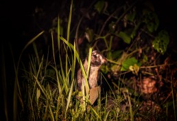 Baby civet cat looks at our night safari jeep behind grass in Danum Valley