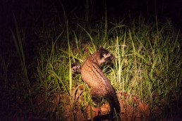 Civet cat with a baby in Danum Valley, Borneo