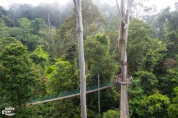 Danum Valley's canopy walkway in the morning mist, Sabah, Malaysian Borneo