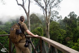 Viewing platform of Danum Valley Canopy Walkway