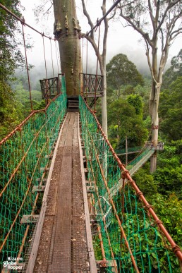 World-famous canopy walkway in Danum Valley: the longest canopy walk in Malaysian Borneo.