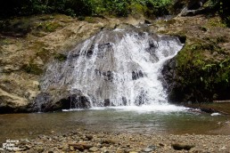 Jacuzzi pool in Danum Valley: free fish massage in-between rainforest hikes.