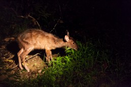 Sambar deer in the dark inside Danum Valley, Borneo