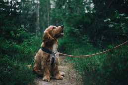 adventure dog in the forest