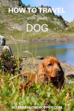 How to travel with your dog: tips and tricks for traveling dog owners. How to pick dog-friendly destinations, hikes, and activities and what to pack for your pooch. #travel #dog #dogstuff #dogtravel