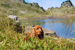 Ralph, the spaniel dog at the pond.