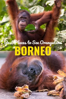 It’s easy to see orangutans in sanctuaries around Borneo, but you need more planning and luck to find wild orangutans in Borneo. Check our list of the best places to see orangutans in Malaysian and Indonesian Borneo! #Borneo #orangutans #Malaysia #Indonesia #wildlife #traveltips