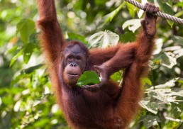 Semenggoh Orangutan Rehabilitation Center near Kuching is among the best places to see orangutans in Borneo