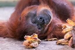 Orangutan eating bananas in Semenggoh Orangutan Rehabilitation Center-borneo-malaysia