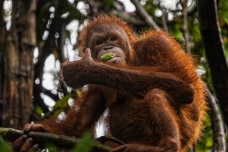 An orangutan munching a leaf in rainforest of Sabah, Borneo